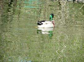 Male and female mallard duck swimming on a pond with green water while photo