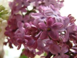rama de púrpura lila flores jeringuilla vulgaris. foto