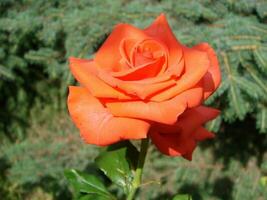 Red rose with drops. Drops on the petals of red rose flowers. Macro photo. Drops of dew on the petals photo