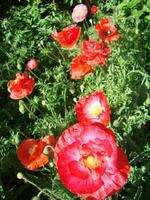 Beautiful field red poppies with selective focus. soft light. Natural drugs. Glade of red poppies. Lonely poppy. photo