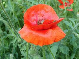 Red Poppy Flowers with a Bee and Wheat Fields on the Background. photo