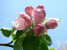 Spring, in the garden blooms an apple tree, flowers of an apple photo