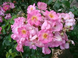 Pink shrub roses. Pink Felicia roses. Pink roses background. Hybird musk roses photo