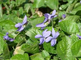 Viola plant with multicolor flowers , Common Violet, Viola tricolor, pansy flowers, viola wittrockiana photo