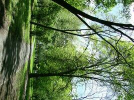 Sunlight in the green forest, spring time photo