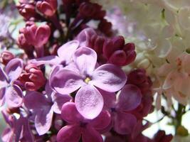 Branch of purple lilac flowers Syringa vulgaris. photo