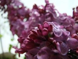 Branch of purple lilac flowers Syringa vulgaris. photo