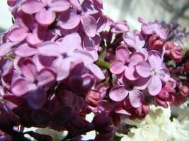 Branch of purple lilac flowers Syringa vulgaris. photo