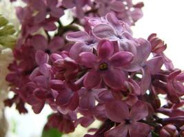 Branch of purple lilac flowers Syringa vulgaris. photo