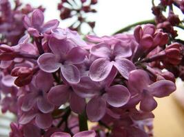 Branch of purple lilac flowers Syringa vulgaris. photo