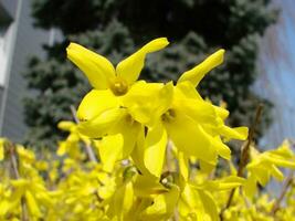 un macro Disparo de el amarillo floraciones de un forsitia arbusto foto