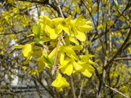 un macro Disparo de el amarillo floraciones de un forsitia arbusto foto