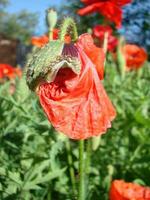 Red Poppy Flowers with a Bee and Wheat Fields on the Background. photo