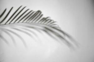 motion of shadow palm leaf in the wind blowing overlay on white wall blur background, concepts summer photo
