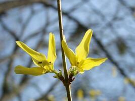 un macro Disparo de el amarillo floraciones de un forsitia arbusto foto