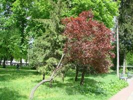 Sunlight in the green forest, spring time photo