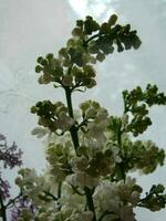 Blossoming common Syringa vulgaris lilacs bush white cultivar. Springtime landscape with bunch of tender flowers. photo