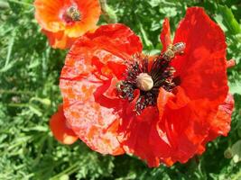 Red Poppy Flowers with a Bee and Wheat Fields on the Background. photo