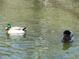 Male and female mallard duck swimming on a pond with green water while photo