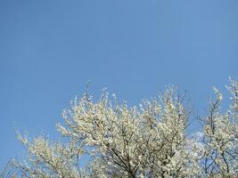 White blossoms on a branch, Blackthorn in flower in early spring, with retro vintage filters. photo