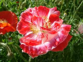 rosado amapola con un blanco flecos en un verde antecedentes foto