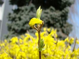 un macro Disparo de el amarillo floraciones de un forsitia arbusto foto