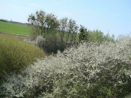 White blossoms on a branch, Blackthorn in flower in early spring, with retro vintage filters. photo