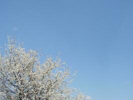 White blossoms on a branch, Blackthorn in flower in early spring, with retro vintage filters. photo