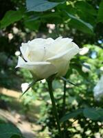 Bush white blooming rose. Growing roses. A lot of beautiful blooming roses. Buds of a white rose photo