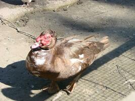 The Muscovy Duck Cairina moschata is large duck which is native photo