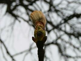 árbol brotes en primavera. joven grande brotes en ramas en contra borroso antecedentes debajo el brillante Dom. foto