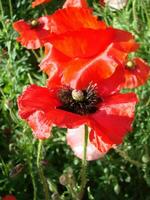 floreciente amapolas flor jardín verano rojo. opio, salvaje campo foto