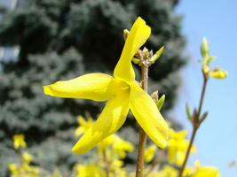 un macro Disparo de el amarillo floraciones de un forsitia arbusto foto