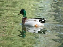 Male and female mallard duck swimming on a pond with green water while photo