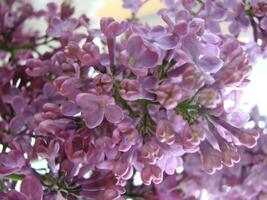 Branch of purple lilac flowers Syringa vulgaris. photo
