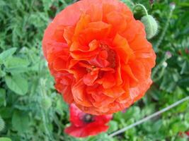 Red Poppy Flowers with a Bee and Wheat Fields on the Background. photo