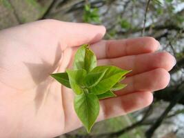 hand of person holding abundance soil with young plant in hand for agriculture or planting peach nature concept. photo