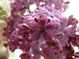 Branch of purple lilac flowers Syringa vulgaris. photo