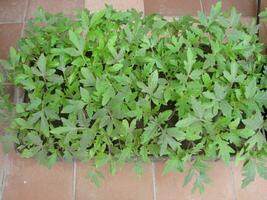 Tomato Sprouts Greenhouse, Sprouted Tomato, Potted Tomato Seedlings photo