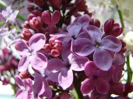 Branch of purple lilac flowers Syringa vulgaris. photo