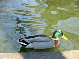 masculino y hembra pato real Pato nadando en un estanque con verde agua mientras foto