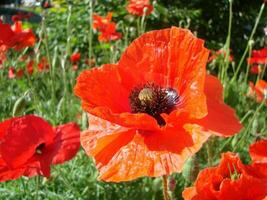 Red Poppy Flowers with a Bee and Wheat Fields on the Background. photo