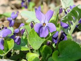 Viola plant with multicolor flowers , Common Violet, Viola tricolor, pansy flowers, viola wittrockiana photo