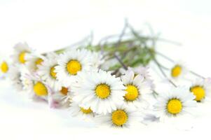 a bunch of white flowers on a yellow background photo