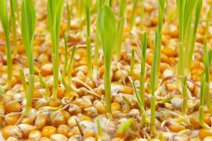 a close up of a bunch of corn sprouts photo