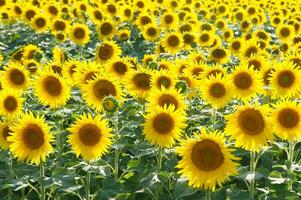 a large field of sunflowers is shown in this photo