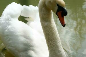 a white swan is floating in a pond photo