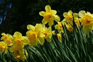 a field of yellow daffodils in the middle of a grassy field photo