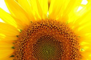 a large field of sunflowers is shown in this photo