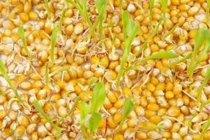 a close up of a bunch of corn sprouts photo